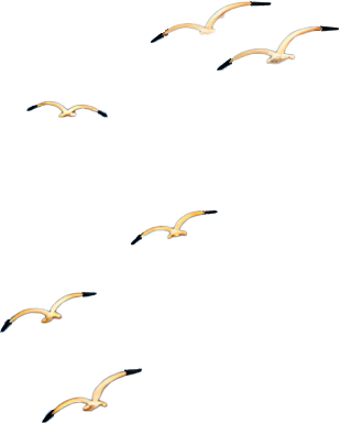 Kuşlar